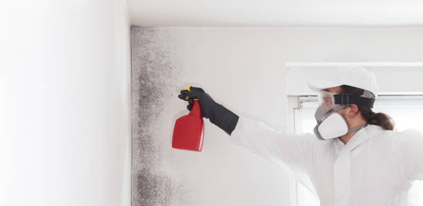 Best Attic Mold Remediation in Gleason, TN